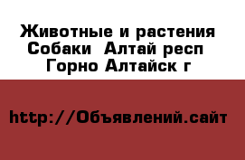 Животные и растения Собаки. Алтай респ.,Горно-Алтайск г.